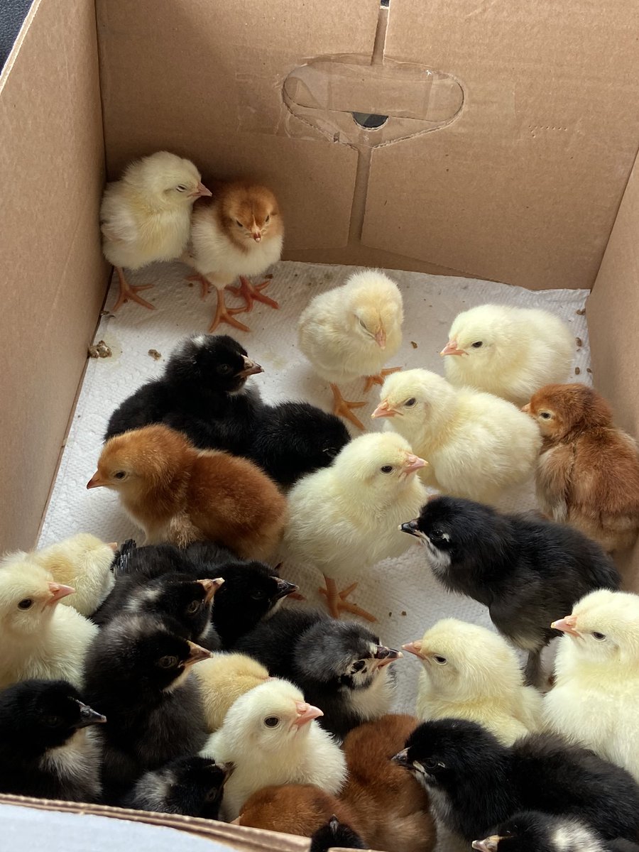 LibraryEmerick's tweet photo. Dropped off our chicks to head to their new farm homes. The kids had a great time learning and watching them hatch and grow. ❤️🐣 @emerickelem1967 @HaddockDawn @LCPSScience @AllderAllStars https://t.co/uJpBaxKBdo