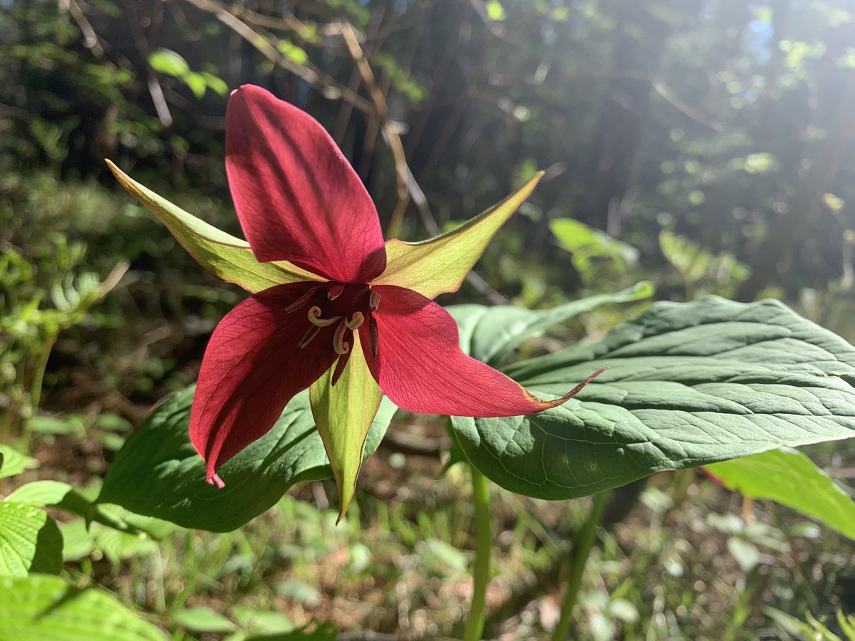𝗝𝗮𝗺𝗲𝘀 𝗗𝗼𝗯𝘀𝗼𝗻 (@jdodobson) on Twitter photo So happy to be part of the Spring Back to Nature conference. @SCDSBboutdoors #beoutdoorable <a href="/SCDSB_Schools/">Simcoe County District School Board</a> So happy to be part of the Spring Back to Nature conference. @SCDSBboutdoors #beoutdoorable <a href="/SCDSB_Schools/">Simcoe County District School Board</a>