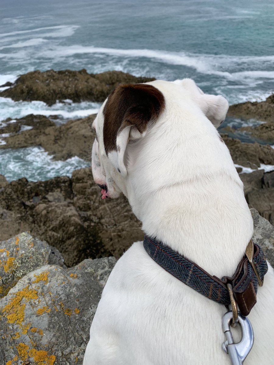 #CornwallLife #Newquay #Boxerdogs #Dogdays