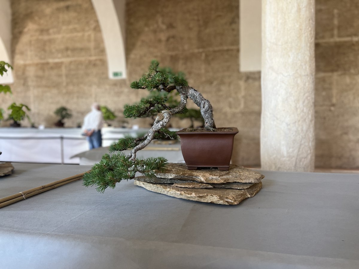 CsBadajoz's tweet photo. 🍊 Ayer nuestra concejala de RRHH, #HitosMogena, asistió a la inauguración de la exposición organizada por la Asociación Pacense de Bonsáis en el edificio de #LaGalera.

👉🏼 La exposición se puede contemplar hasta el 15 de mayo. El horario de visita es de 10h a 14h y de 17h a 20h. https://t.co/2tEhPW5VF8