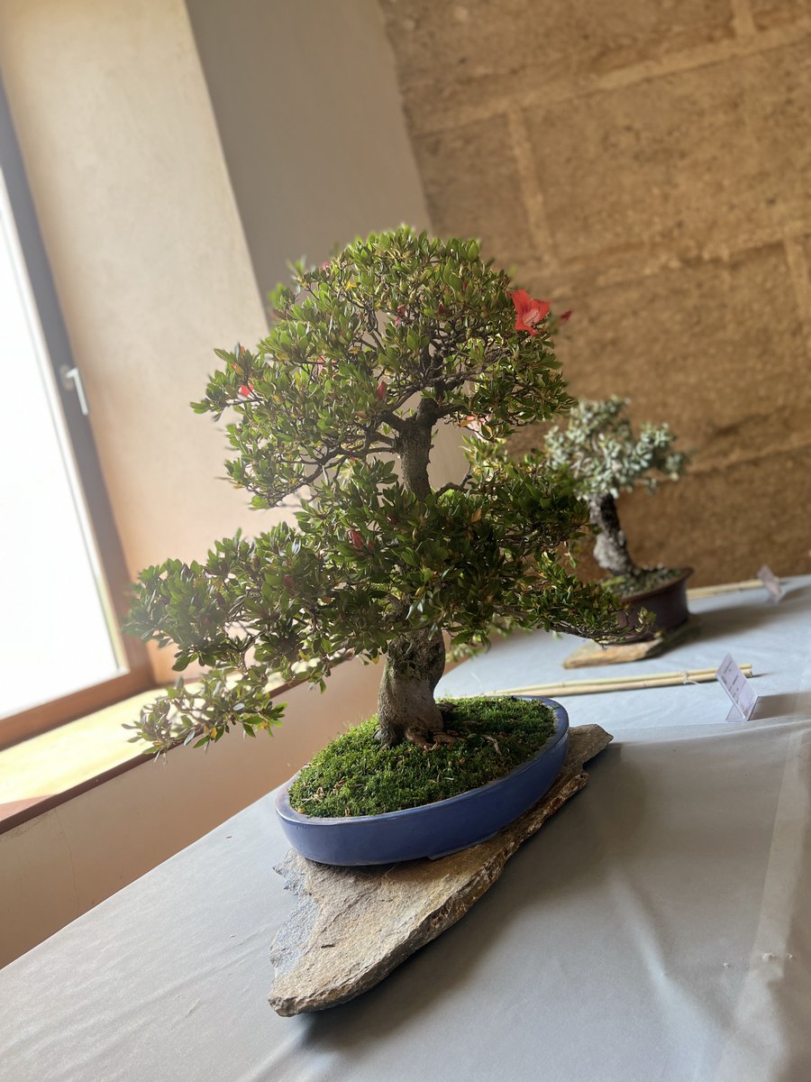 CsBadajoz's tweet photo. 🍊 Ayer nuestra concejala de RRHH, #HitosMogena, asistió a la inauguración de la exposición organizada por la Asociación Pacense de Bonsáis en el edificio de #LaGalera.

👉🏼 La exposición se puede contemplar hasta el 15 de mayo. El horario de visita es de 10h a 14h y de 17h a 20h. https://t.co/2tEhPW5VF8