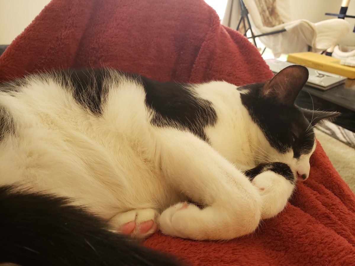 TicerTaylor's tweet photo. I need to go to lab. But my cat wants to snuggle. Guess I'm stuck here for a while. 🤷🏼♀️ #DifficultDecision #phdlife #Caturday #CatsOfTwitter https://t.co/E2EbQCIh14