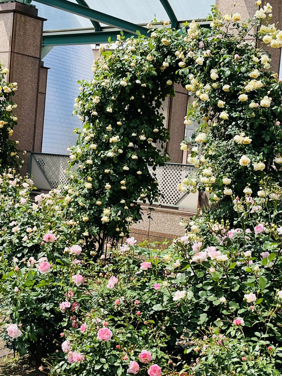 篠原真 tweet media