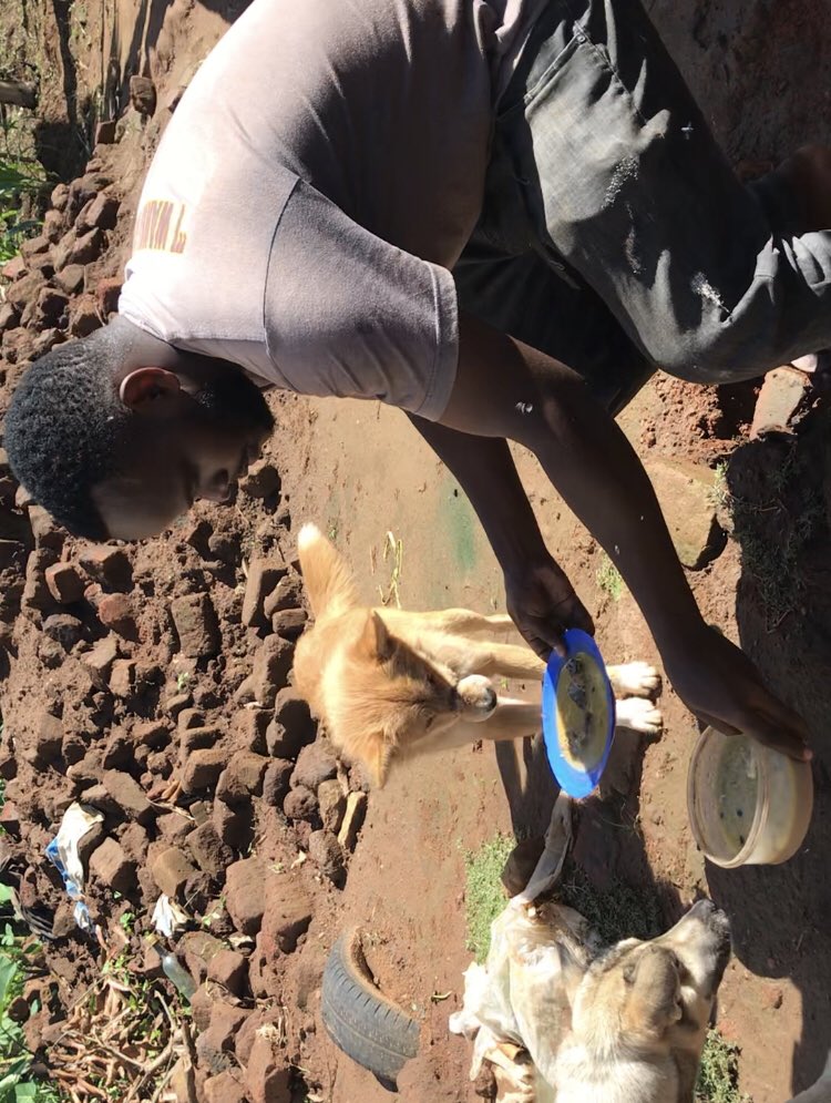 kabali_brian's tweet photo. Closing our eyes doesn't make suffering disappear, it only closes our minds and hearts and enable suffering to continue.lets be kind to the voiceless animals🙏🙏🙏🙏

    Support with any support you can 
    Lord will bless your hands 🙌 and heart ♥️ https://t.co/6ENVgqHOYU