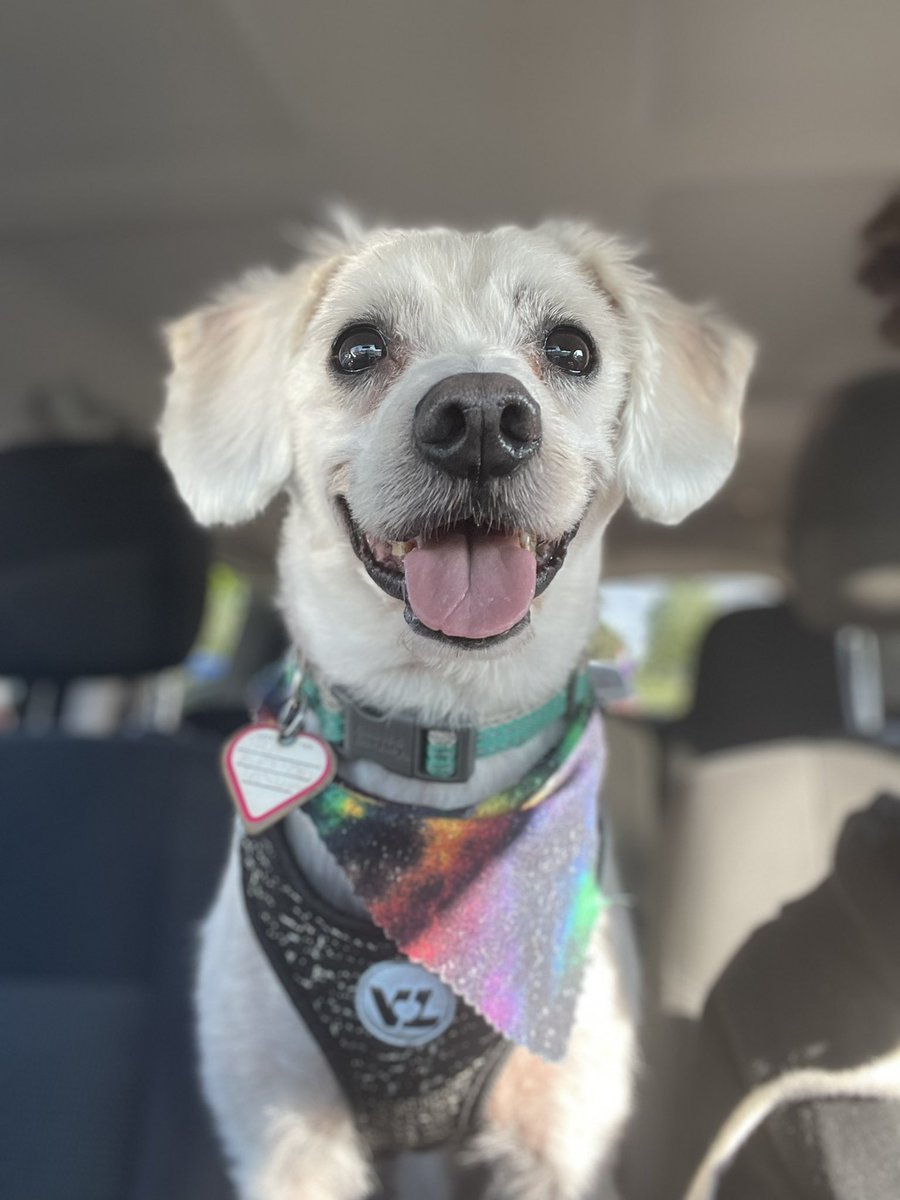SmithTVNews's tweet photo. Someone is REALLY excited for the #WoofWalk today 🐶 https://t.co/h3y8zyeY7E