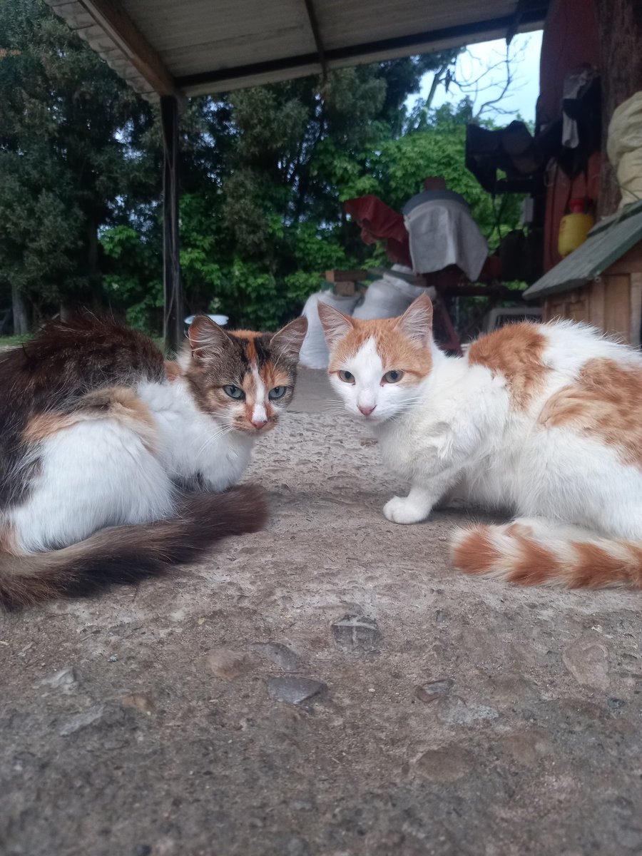 GM. Pelusa and Paco wish you guys a great Saturday. 👋🐈⭐🌈💛🤗💚 
#nft #NFTProjects #NFTCollection #nftlover #nftgirls #nftwomen #nftcollector