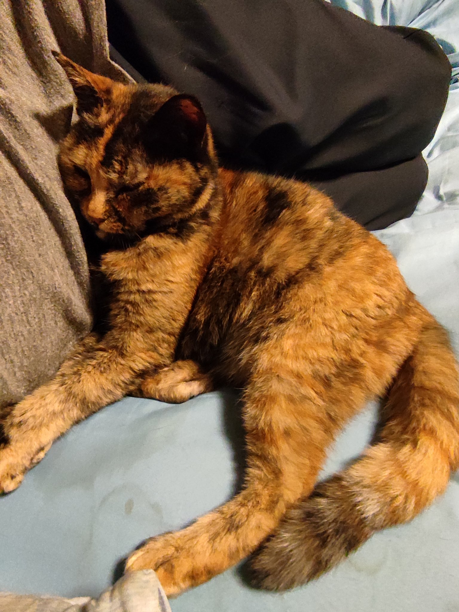 芝村鈍器 Shibamura1129 Twitter