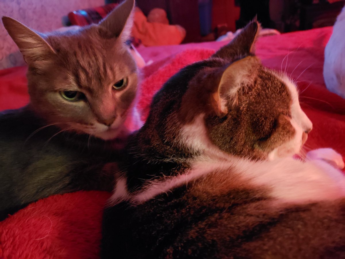 Sealm24's tweet photo. Happy #Caturday #CatsOfTwitter from Smokey and Baxter #Fivcatclub https://t.co/SKw11YOWRU