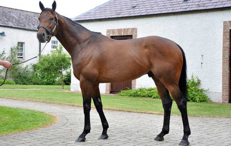 Dawnesme's tweet image. Let’s take a moment for the fantastic racehorse &amp;amp; now fantastic sire Sea the Stars ⭐️ ⭐️👏

Big daddy of both Baaeed &amp;amp; Stradivarius the horses that have our hearts right now💛💜🏇🏼

#stradivarius #baaeed #seathestars
