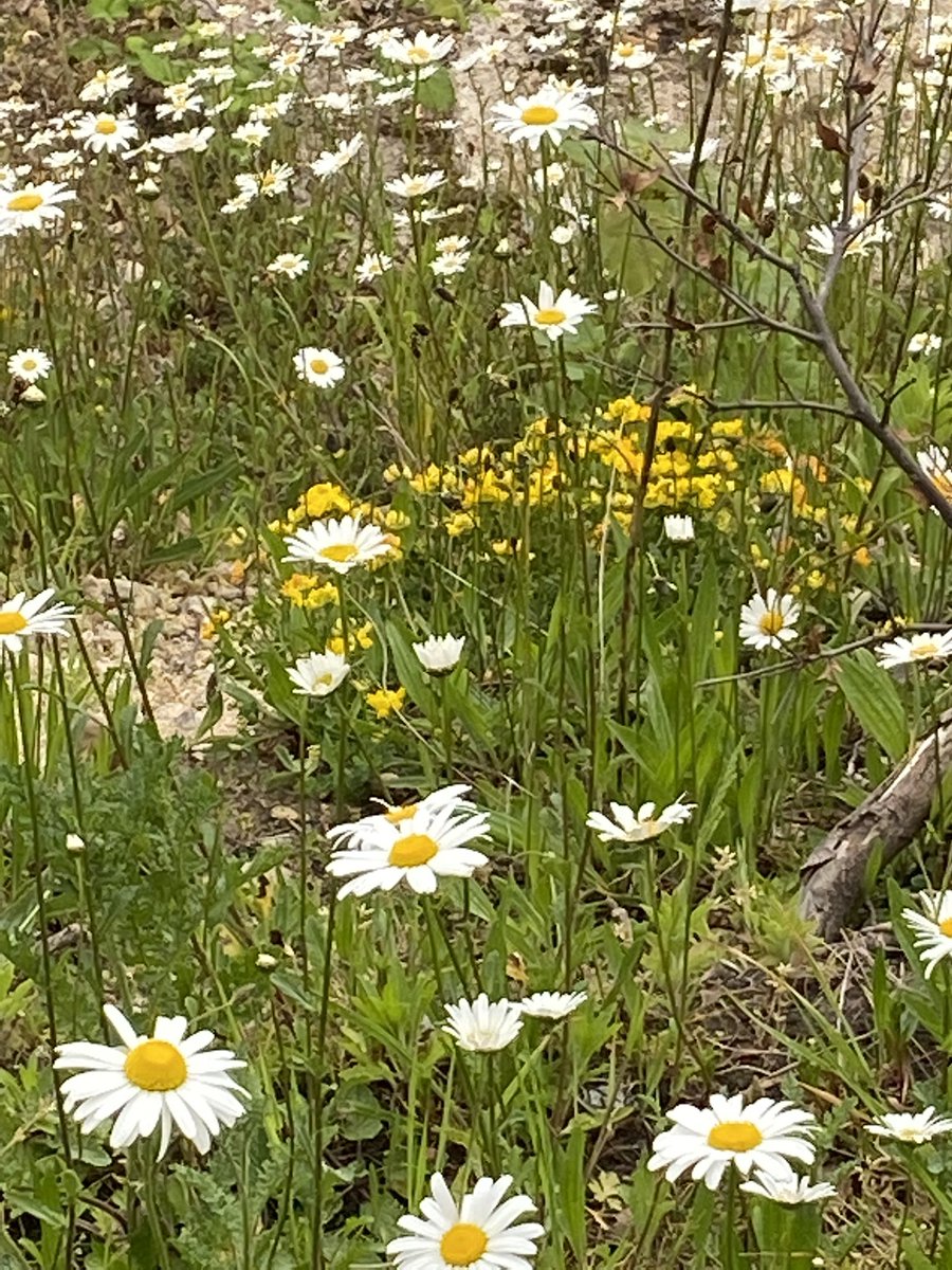 alison_fure's tweet photo. Seething Wells Thursday, Ox-eye Daisy and Bird’s-foot trefoil. Seething Wells Friday, company spraying all with herbicide. https://t.co/d8GlxcB25k