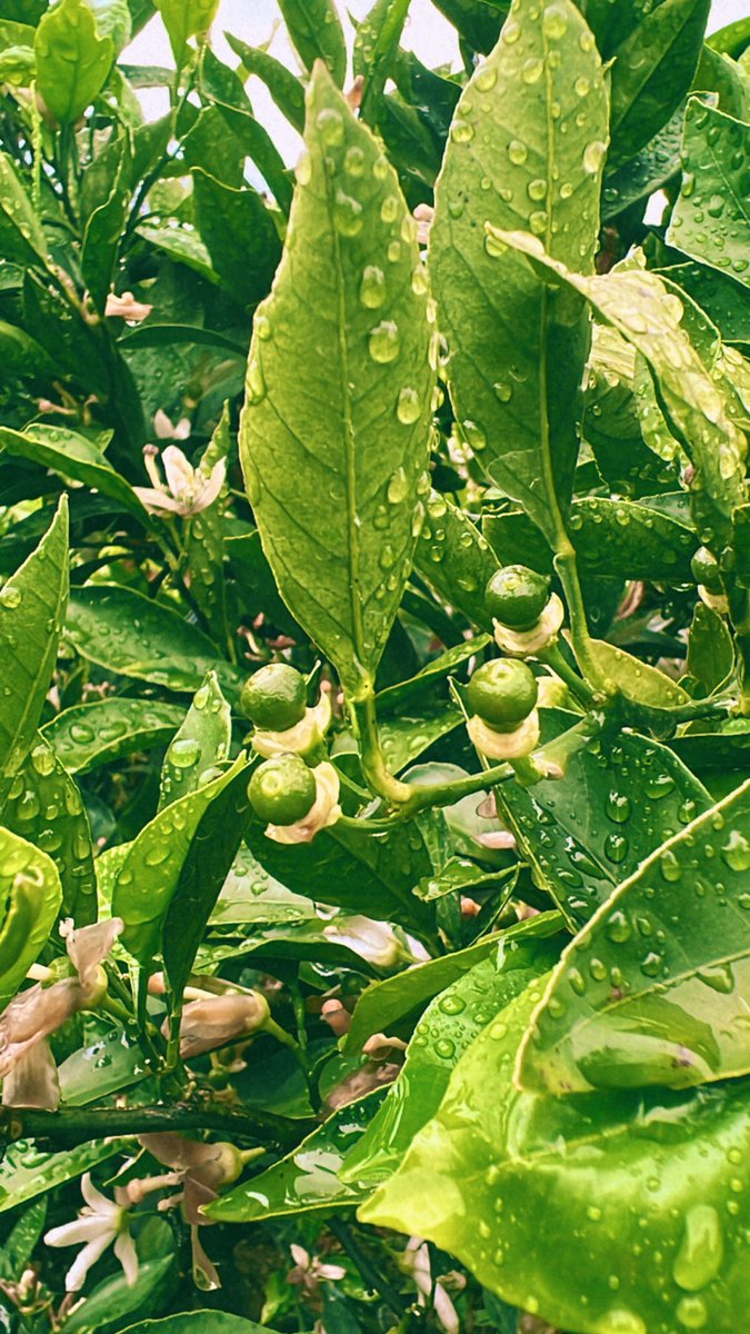 startfromzero23's tweet image. 収穫まで我慢できないので食べても良いですか？笑笑

#みかん農園