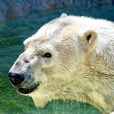 RPCarney's tweet photo. #NewProfilePic #TeamPolarBear #SharksSuck #LGLG https://t.co/dkA5VYY3TW