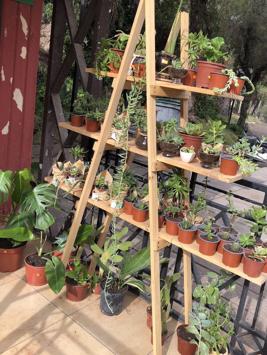 Seguimos con la venta. 🪴🌿🌵🍃💚