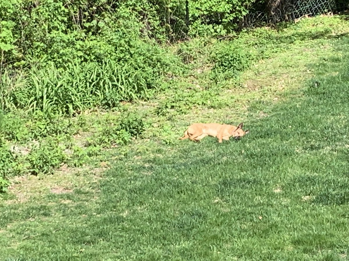 EuginaJordan's tweet photo. You can take a boy from the island, but you cannot take island out of a boy. Elvis the Devil dog from Aruba loves his sun! #DogsofTwittter #Dog @TelecomDogs https://t.co/nh5mKenrf3