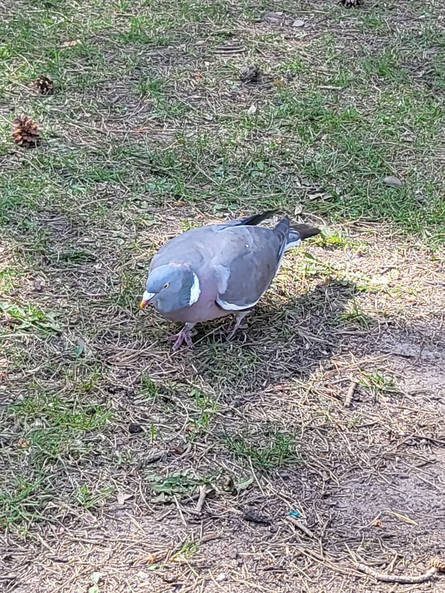 The pigeon that shared my mid-ride sausage roll with me... I think he carries the weight better...