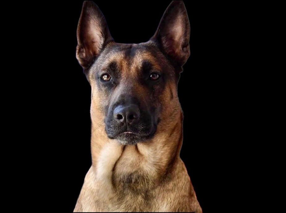 Your K9 is the only weapon that cannot be taken by the enemy to be used against you. 

#K9 #K9Officer #PoliceK9 #BelgianMalinois #Protection #Partner #Protector #Maligator #BabyGator #Woof #Ruff #Belgian #Fawn #DualPurpose #Patrol #PatrolK9 #dogsoftwitter 
via K9Bragi/fb