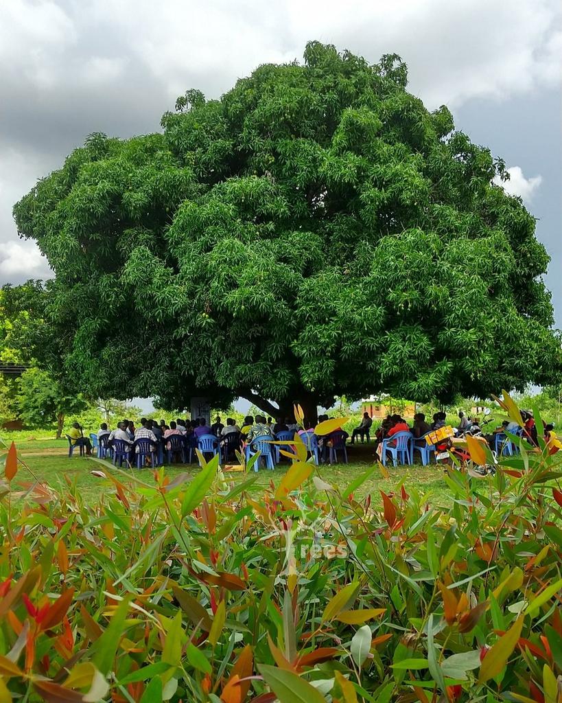 'Trees are vital.without them,
life would be fatal.'

 #SaveHasdeoForest🌱
#हसदेव_बचाओ_आदिवासी_बचाओ

@pavan_chandwada @NavnitUikey1
@surbhi_dhruw2 @ParasDhruwe
@KoretiUmendra @homlata 
@AJAYWAGHELA_1 @mandavi750toran
@chandwada_boy @pratima_mandavi  @Mehulbhagora5 @Teena_Ninama