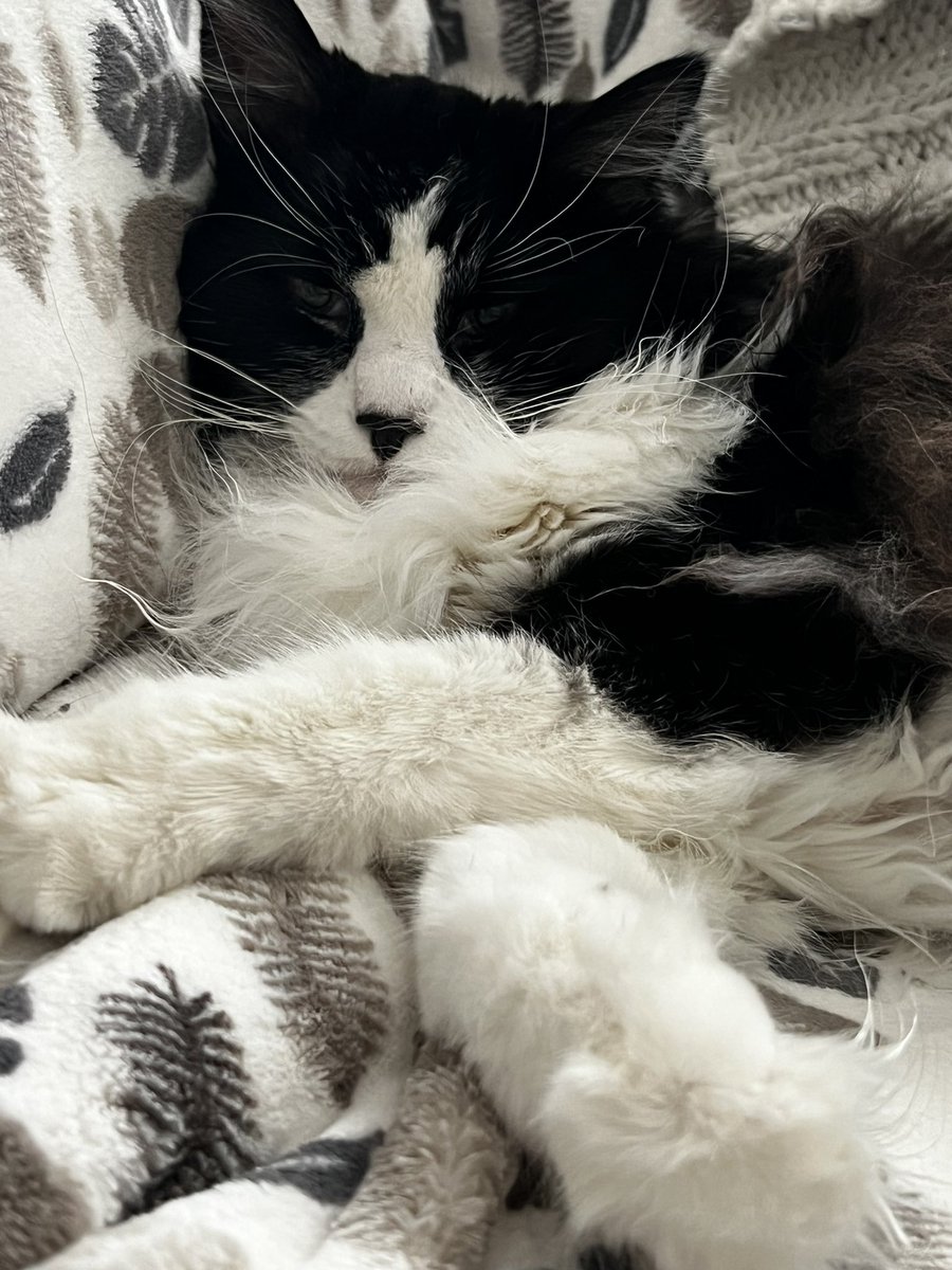 It #Caturday so imma sta in bed a litl longr. #CatsOfTwitter #cats