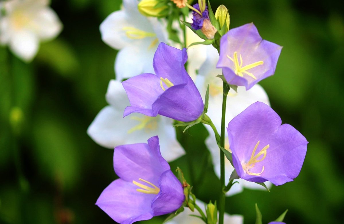 チョコ ᕷ 53 S Tweet おはチョコです 5月15日 日 今日は セブンイレブン 第1号店がオープンした日 イタリアンフェア 開催中 紅茶ジュレと桃のパンナコッタ 紅茶ジュレの香りがよく パンナコッタと相性もいい オススメで す 誕生花は