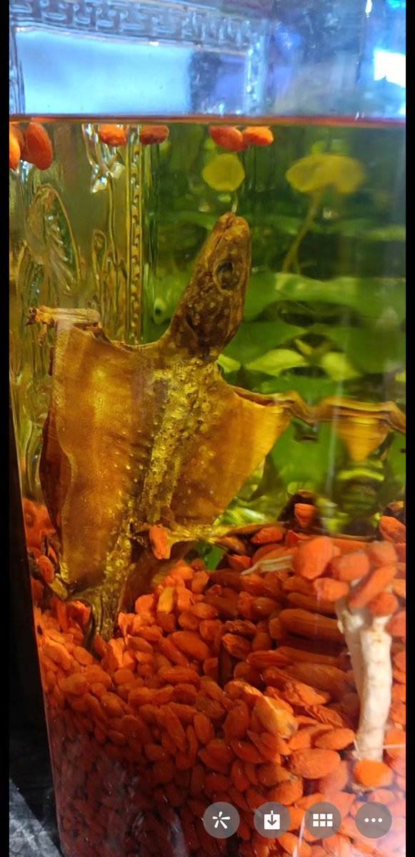 vanlose.eth🥬 tweet media