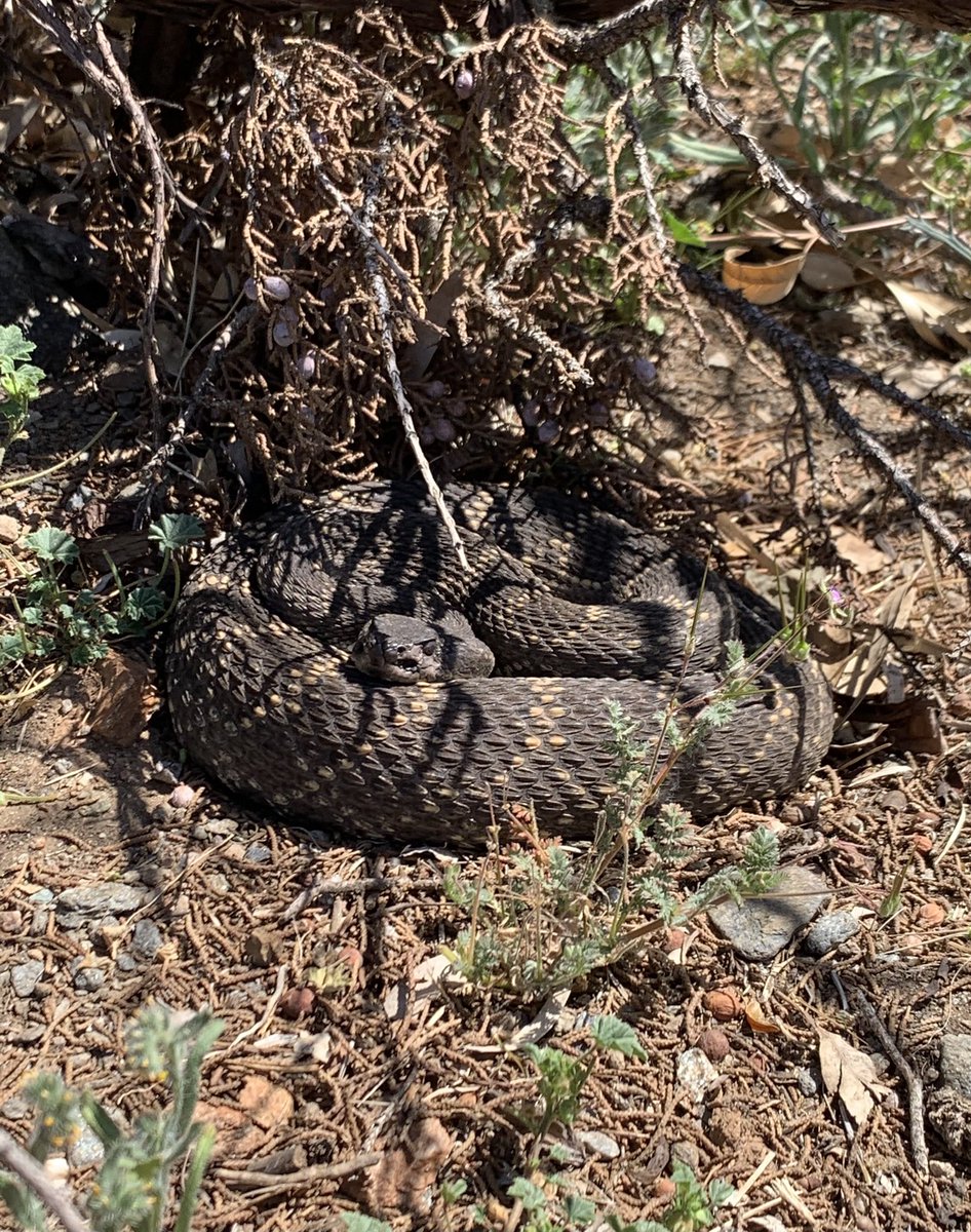 Josh Ruffell tweet media