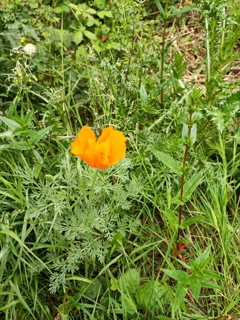 WCWCatford's tweet photo. It’s #MentalHealthAwarenessWeek so we are posting a #nature picture every day. This #califoriapoppy is in our #orchard looking #beautiful but #delicate. #connectwithnature #pathwaystonature #emotion https://t.co/wbCnxQ5Lok