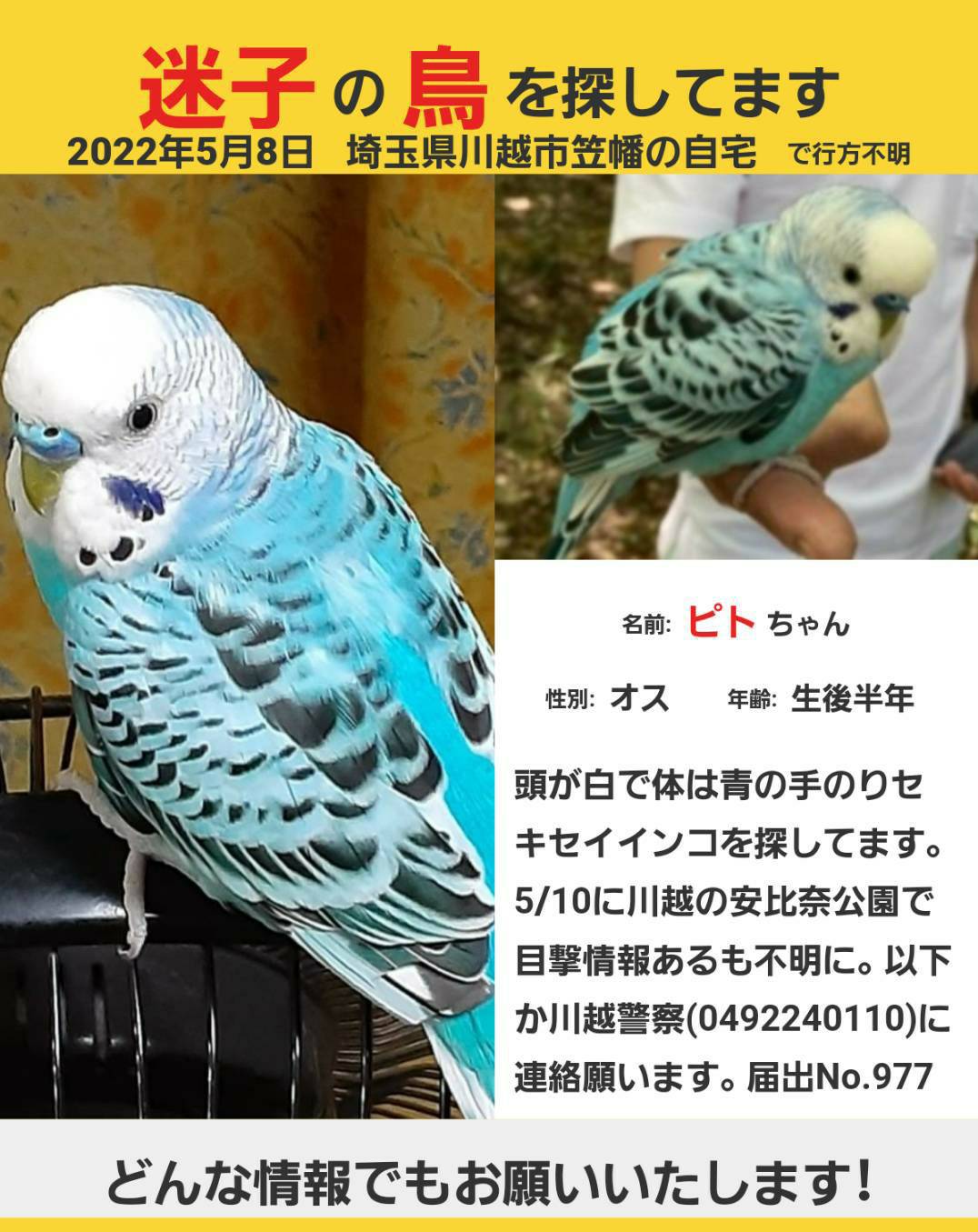 ピト 青いセキセイインコを探してます 明日5 15で一週間 情報提供をお願いいたします ピトピト と話します 拡散希望 迷い鳥 迷い子 迷いインコ セキセイインコ 川越安比奈公園 川越水上公 水道橋付 埼玉県 川越市 鶴ヶ島市 狭山市 ピト 青いセキセイインコを探してます 明日5 15で一週間 情報提供をお願いいたします ピトピト と話します 拡散希望 迷い鳥 迷い子 迷いインコ セキセイインコ 川越安比奈公園 川越水上公 水道橋付 埼玉県 川越市 鶴ヶ島市 狭山市