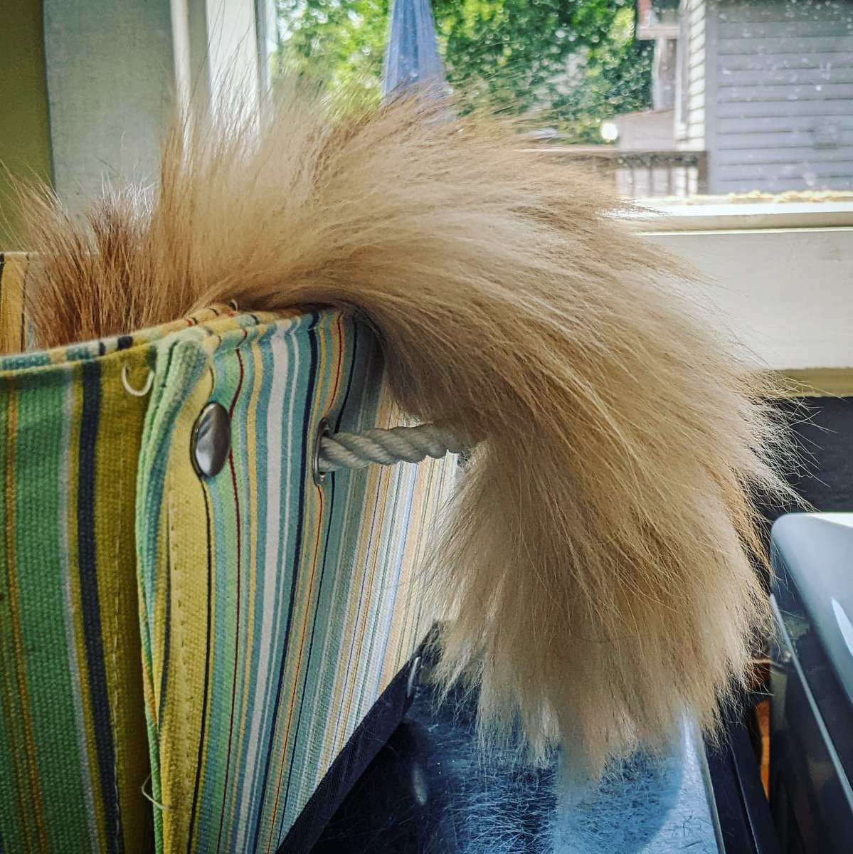 TheDailyFreya's tweet photo. tail.

#Caturday https://t.co/s6sfHCzDyM