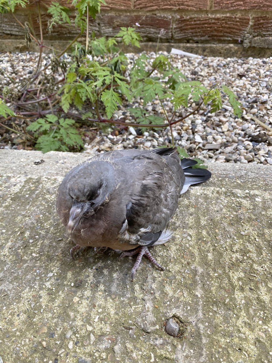 rob_dymott's tweet photo. Days like to day, I’m pleased I decided to vlog
Found a young pigeon, helpless and likely to die
After some deliberation I got it to my mum (pigeon expert) &amp; it’s had a drink &amp; off to the rescue centre. https://t.co/8Ai412xjWo