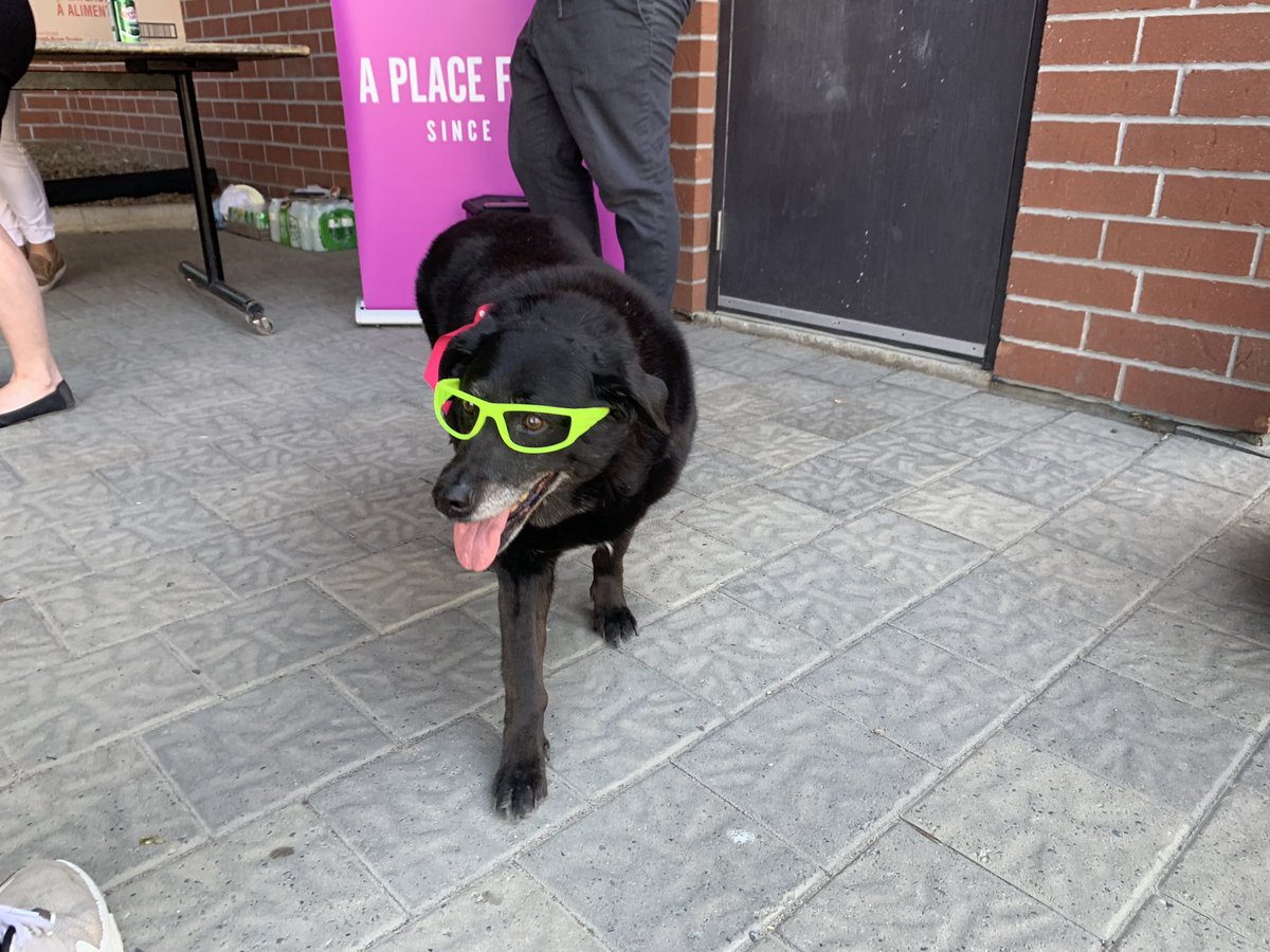 ClaudeSharma's tweet photo. Free hotdogs and ice cream for a great cause yesterday + a 16-year-old dog with shades! @downtownsudbury @GreaterSudbury https://t.co/H1N6vWDNiz