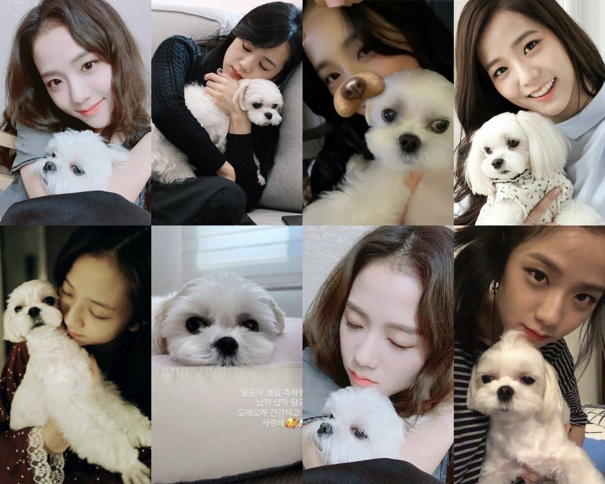 jisoophoric's tweet photo. happiest birthday to kim jisoo's number one furry bestfriend, dalgom 🤍🐶 https://t.co/XVygfrrfyk