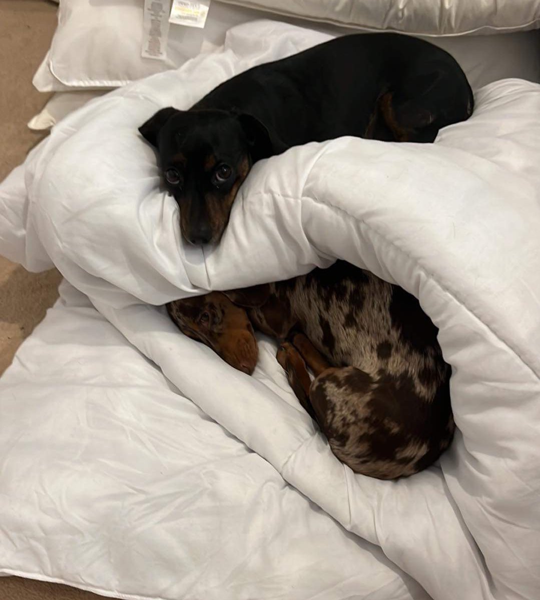 PickleCoco's tweet photo. Apparently this isn’t the most efficient way to change a bed 🤷‍♀️ https://t.co/C4tSMC2rUn