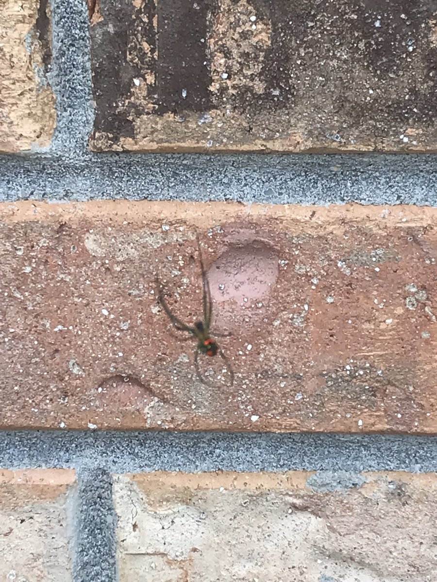 Sara Lee tweet media