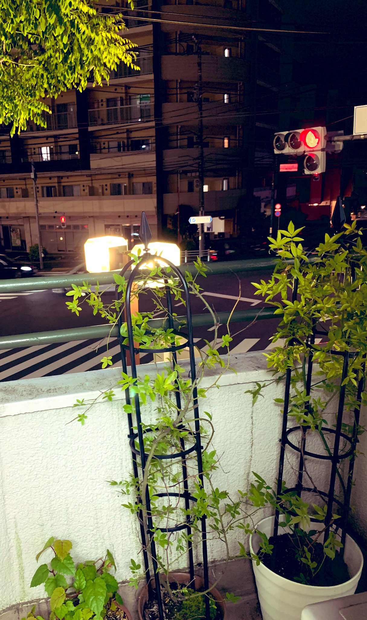 新田マリア Maria Nitta 精神看護 藤崎 ベランダをデッキブラシで磨いて モッコウバラを一鉢植え替えてみました なんとなく支柱がぐらつくんだけど 土を固くしたら良くなさそうなので ある程度は仕方がないのかな 京成バラ園の良い土を入れました