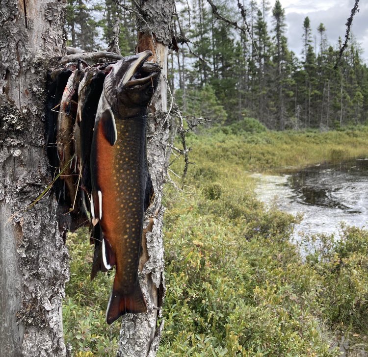NLWildlife's tweet photo. With #trouting season opening tomorrow, thought I would share some of my favs from the past few seasons. Wear your PFD and always check the ice before venturing out on it. #fishing #Newfoundland #labrador #takeakidfishing #brooktrout #nlwildlife https://t.co/RgkivG2xTv