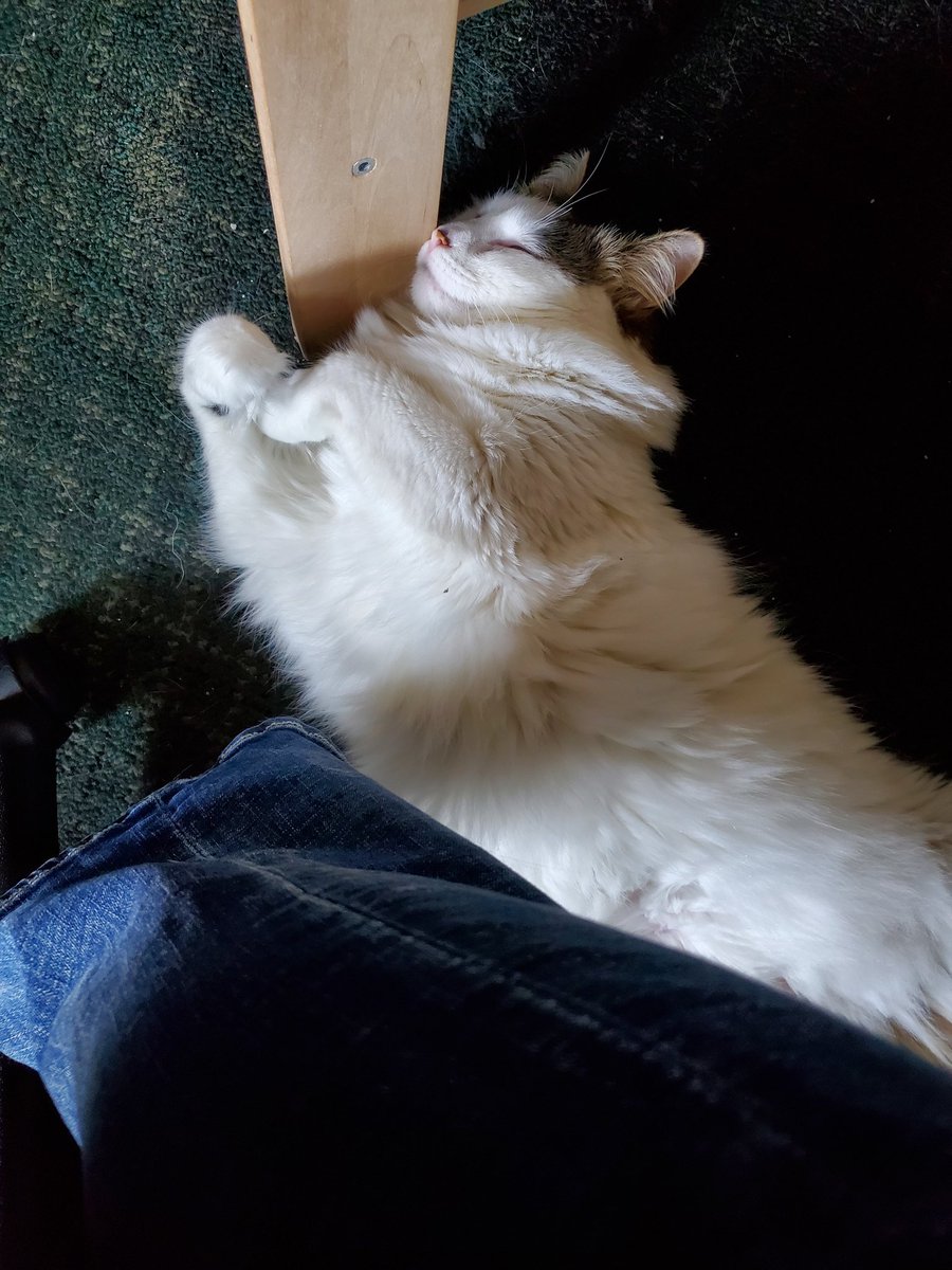 ProfGoff's tweet photo. @Csvich Snoozing under my desk while I do the crossword. #HelperKitty #FloofForDays https://t.co/Qq8AD574tY