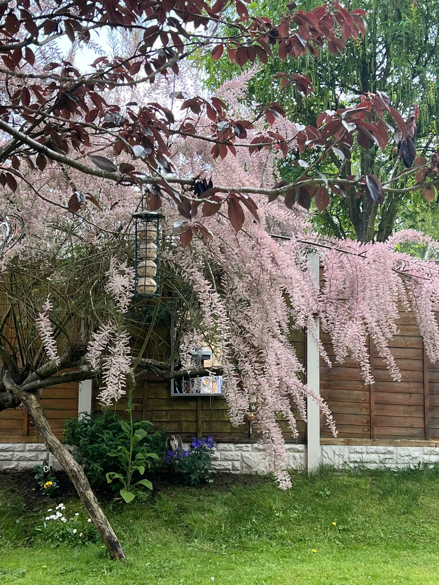 SamBobHaydon's tweet photo. From my friend’s garden yesterday, I adore this pink fluffy tree 💞 anyone know what it is please? #treeenvy #GardeningTwitter https://t.co/KlDRWKqm5A