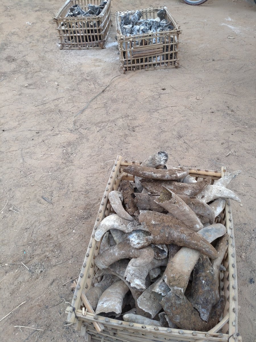 talisbosma's tweet photo. BD preparaten Egyptische stijl: kamelen schedels, het mestgraf, de mango  roerboom en prachtige horens bij @sekemgroup #biodynamisch #Egypte #preparaten https://t.co/GzXDj02v3A