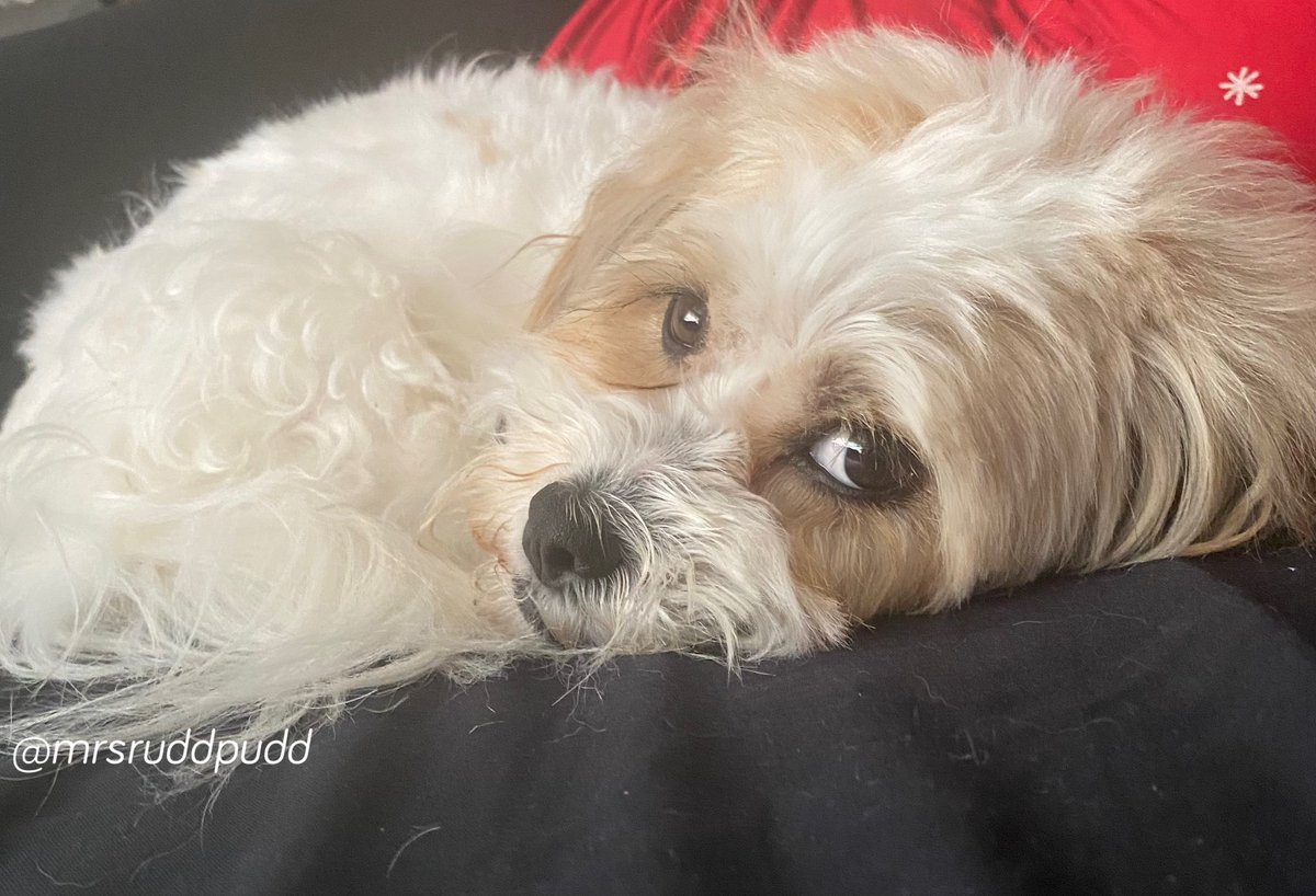 mrsruddpudd's tweet photo. Hey friends. It’s too hot to do anyfink today. I’m just gonna snuggle and protect the momma. Hope you’re all ok. Love from Poppy 💜🐶💜🐶💜 #ZSHQ #theruffriderz #OTLFP #cute #dogsoftwitter #anipals #love #family #friends #cuddling #care https://t.co/GmCMR4V9lQ