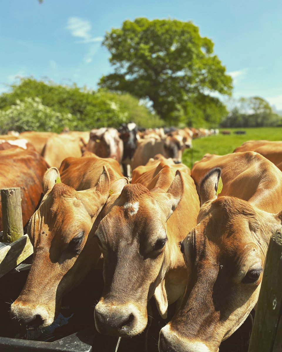 HopewallD's tweet photo. Milking Time 🐂🥛🐂 #milkingtime #dairyfarm #Sustainability #rawmilk #realmilk #poynton #macclesfield #bramhall #bollington #pottshrigley #stockport #marple #disley #didsbury https://t.co/u4vcHDwuE0