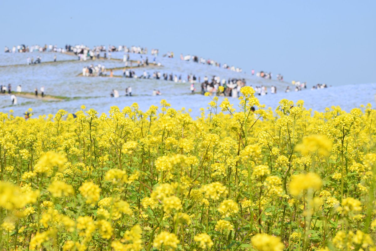 NA58no2's tweet photo. ひたちなか海浜公園
ネモフィラと菜の花

ウクライナ国旗みたい

#PeaceInUkraine
#Ukraine 
#NEMOPHILA 
#flower https://t.co/kkQWC27akn
