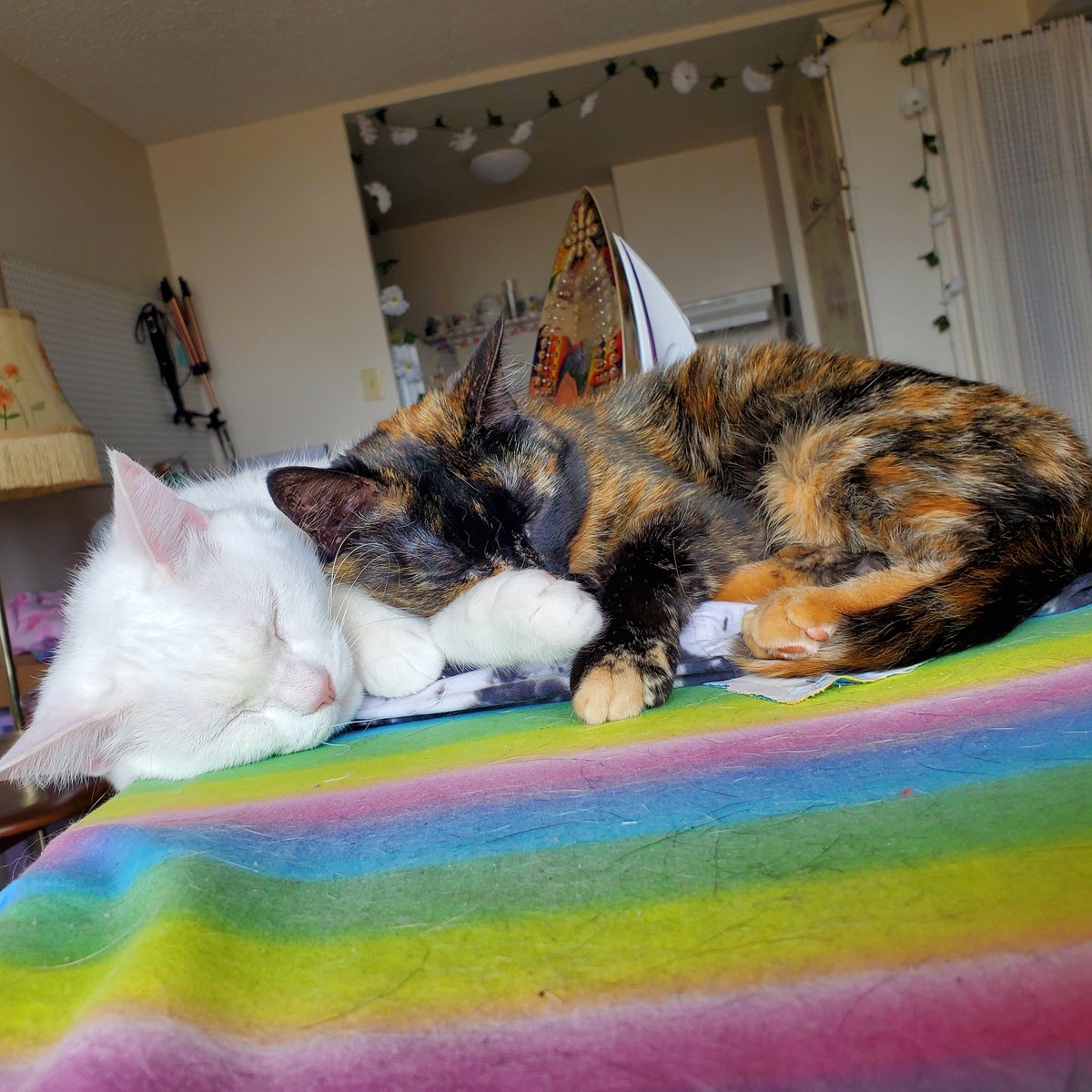frondvalley's tweet photo. @SSS_Stream watching joy and olive on stream convinced me to get 2 cats and they are extremely weird and I love them so thanks 😊 
(Pictured here on my ironing board, their favorite place to sleep) https://t.co/FuDlkiBvdg