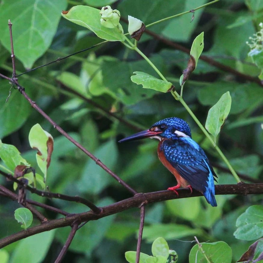 AACAndaman's tweet photo. Global Big Bird Day 2022

#AAC Andaman conducted Bird walk to celebrate the Global Big Bird Day with @global_birding team in South Andaman Islands. @MediaRN_ANI @OfAndamanForest https://t.co/qfnYYNaPM2