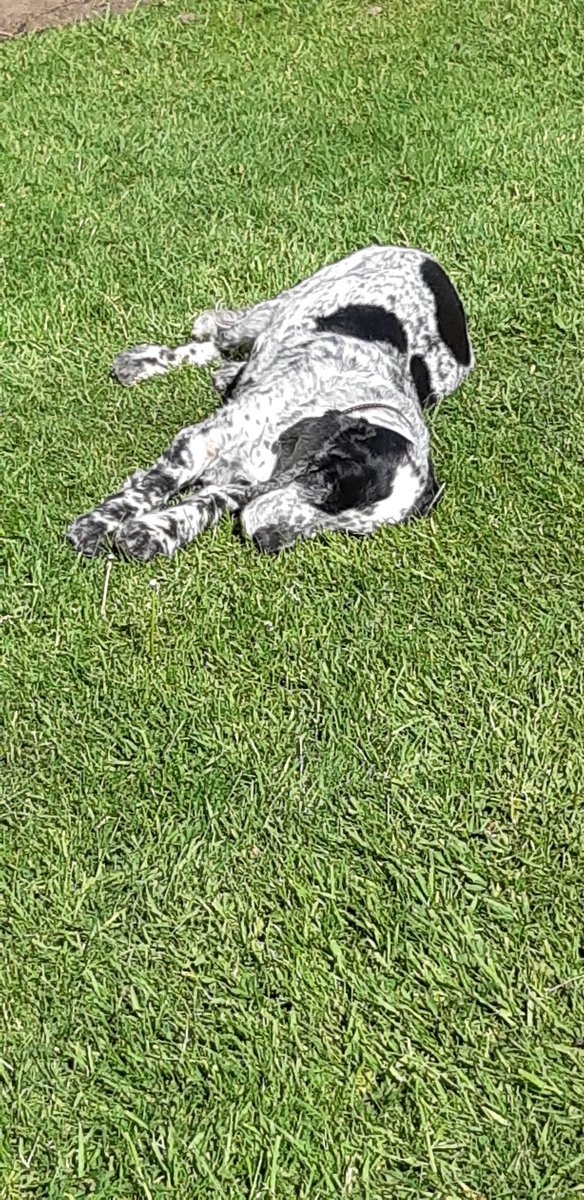 lynnsingleton18's tweet photo. Not gone far today but loving the sun in her garden. Bonnie. X
#dogstrustmerseyside
Wouldnt be without herโค https://t.co/VYVzRejCV2