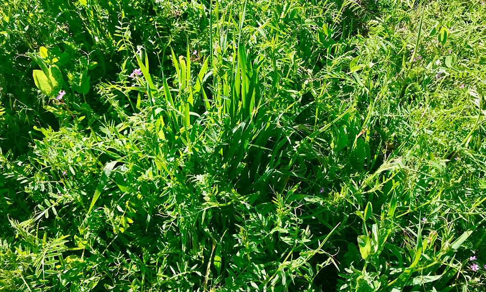 CultivatorNews's tweet photo. Growing Soil for #Cannabis, the Regenerative Way #Cultivation #EmeraldTriangle #LivingSoil #NoTill #NorthernCalifornia #RegenerativeFarming #SoilTesting #SungrownCannabis #SwamiSelect https://t.co/5eztSzDfWs https://t.co/kLZSqEcRsn