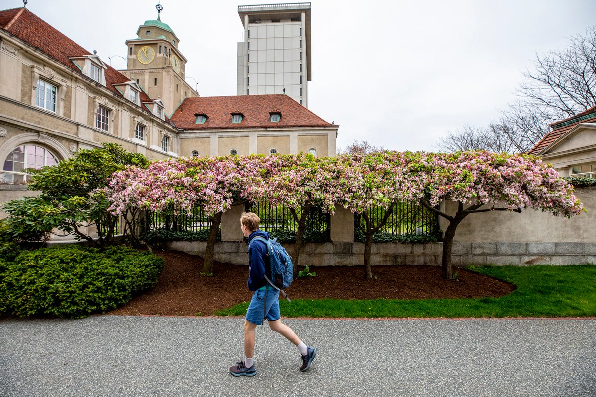A student wearing a backpack and shorts walks by a stone building lined by trees with pink flowers