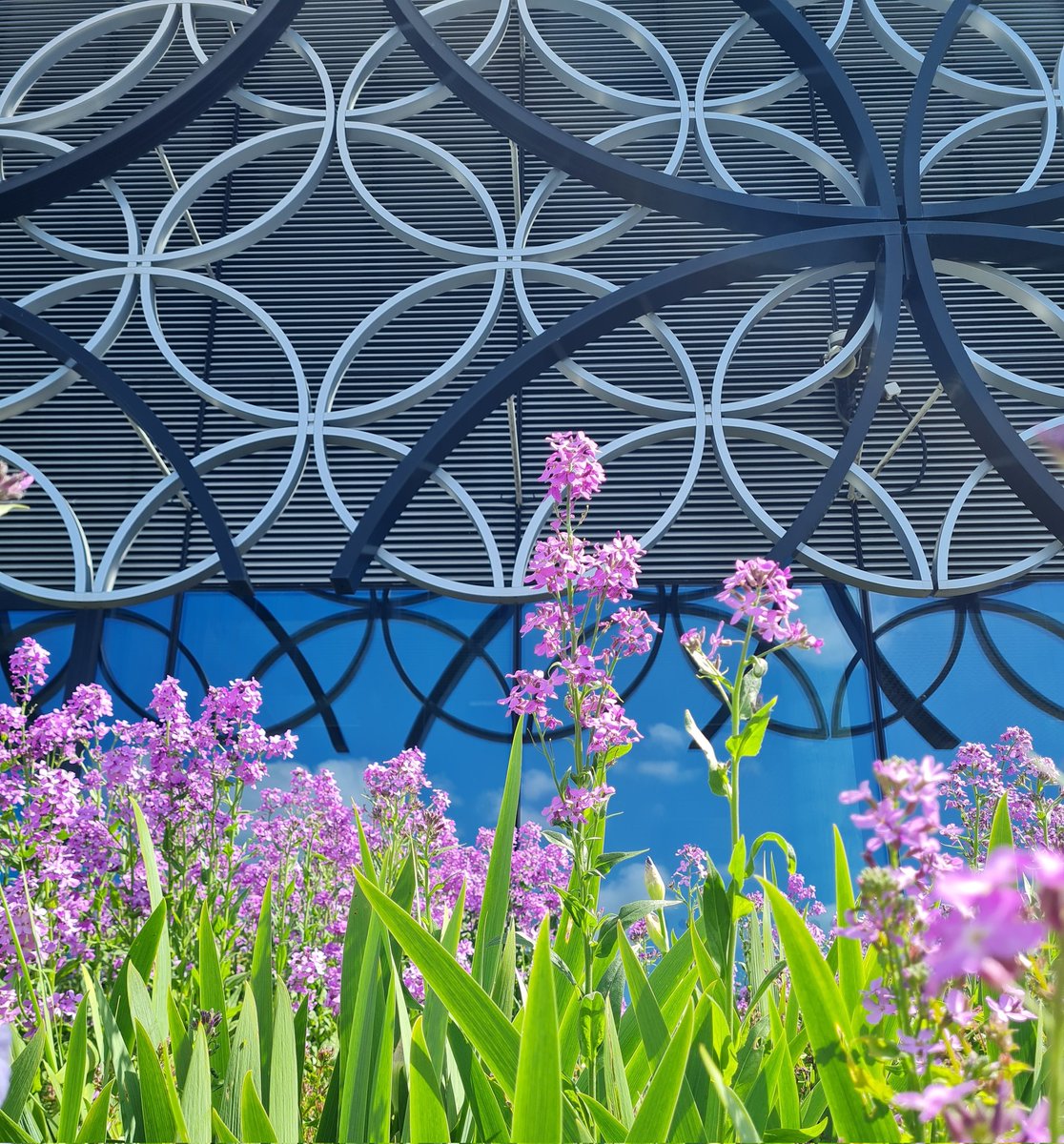 STEM_Becky's tweet photo. Gosh Birmingham, you really are a beaut. @LibraryofBham @BBGardens #BeBrum https://t.co/ULx2aTDLBl