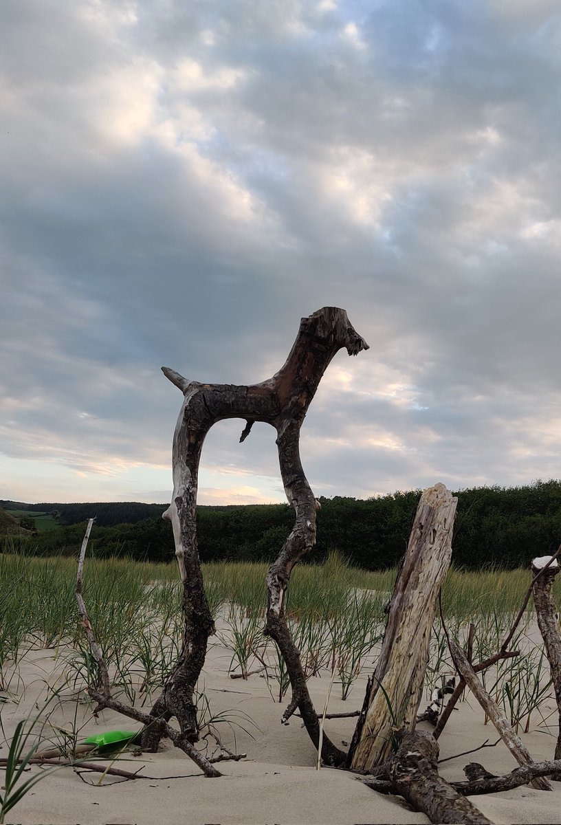 See dog