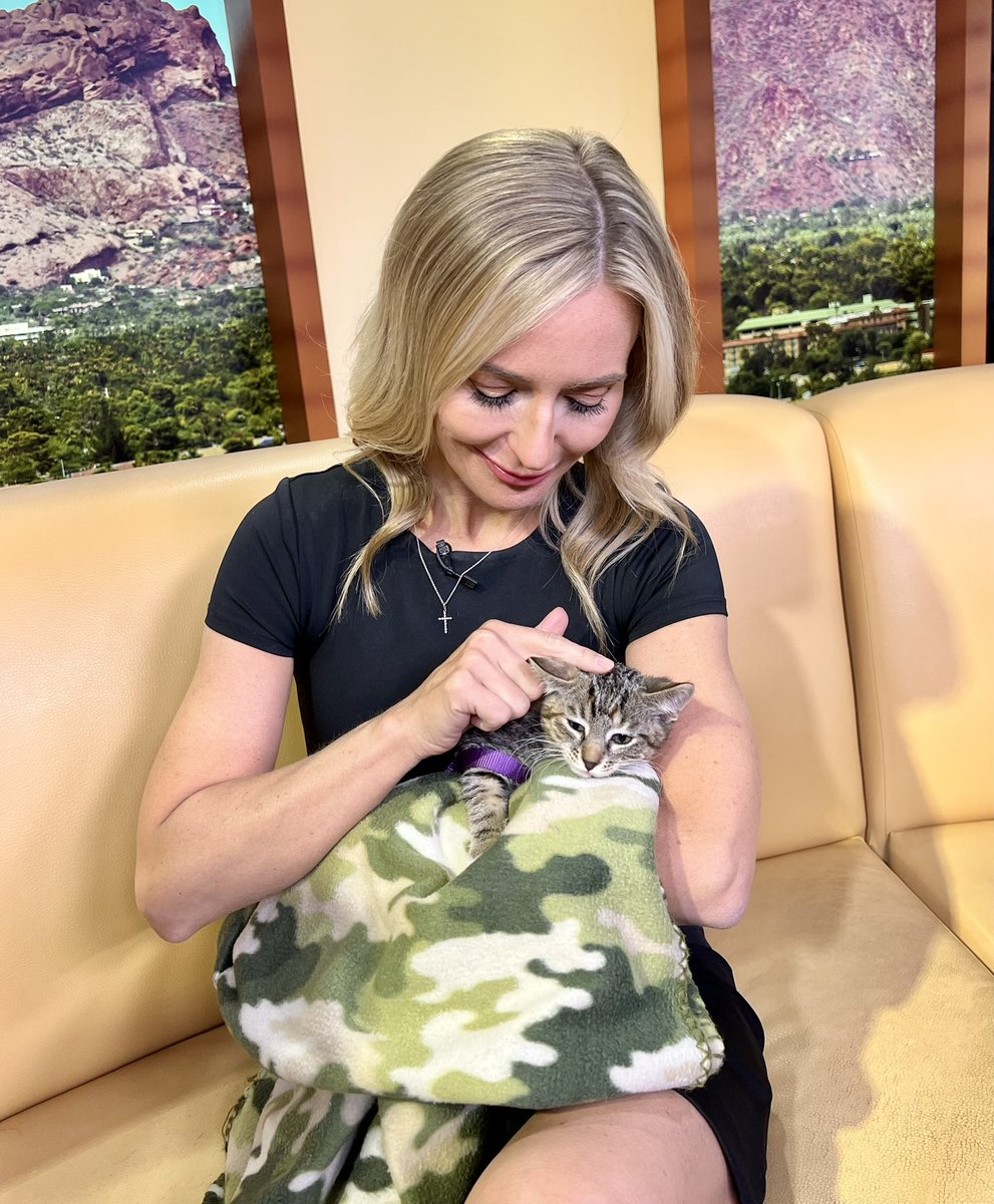 GoodfriendC's tweet photo. Itβs kitten adoption season at the @azhumane π Kelsey Dickerson brings 11-week-old Smokey the kitten in studio #kitten #needsforeverhome #arizonahumanesociety #freeadoptions Fees are waived this weekend π@ANITAROMANFOX10 @Stevenielsen https://t.co/reLXbbzawV