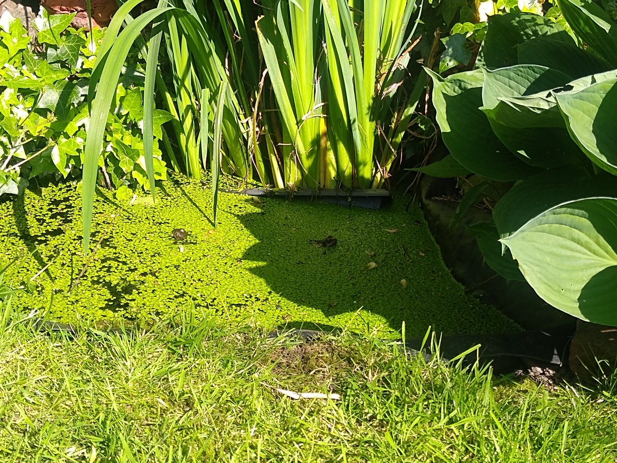 Bedwyr II a Bedwyr III yn yr ardd heddi; mae'r ddau yn dywyllach na Bedwyr - ond  #blemaebedwyr